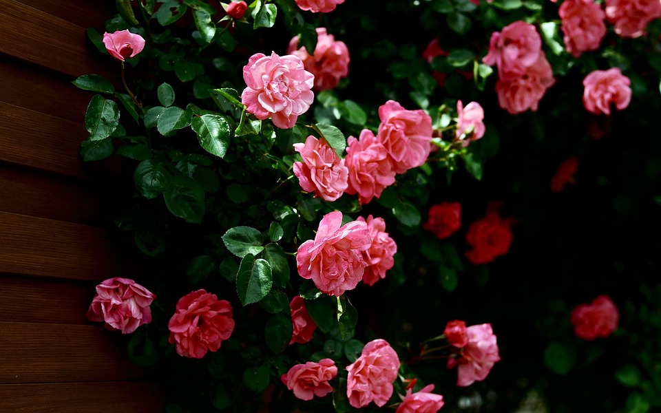 růže u plotu